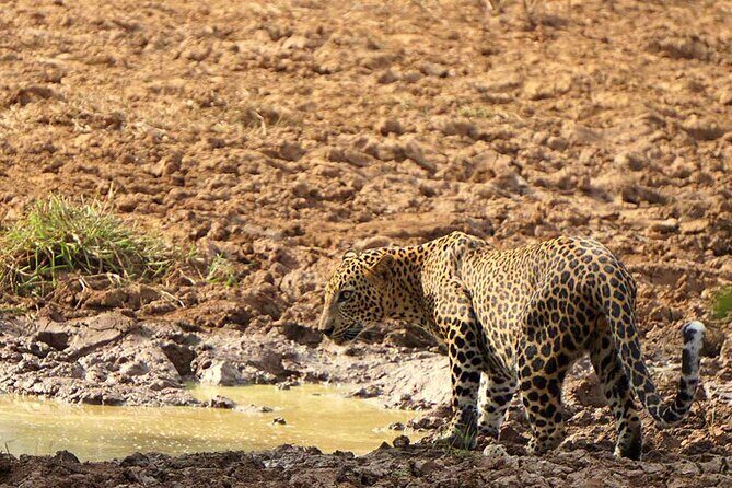 Yala National Park - Full Day Safari (04:30 am - 06:00 pm) - Introduction