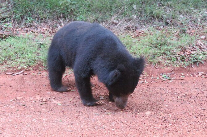 Yala National Park - Full Day Safari (04:30 am - 06:00 pm) - Key Points