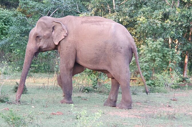 Yala National Park - Full Day Safari (04:30 am - 06:00 pm) - The Sum Up