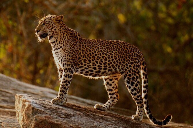 Yala national park half day safari from Colombo. - Key Points