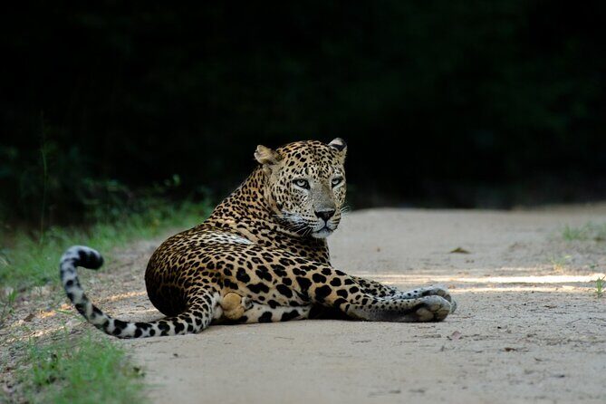 Yala national park half day safari from Colombo. - An in-depth look at the Yala Safari Experience
