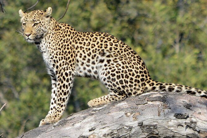 Yala national park half day safari from Colombo. - The Sum Up