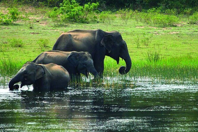 Yala national park half day safari from Colombo. - FAQ