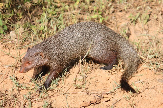 Yala National Park Jeep Safari - One Day Trip - Who Should Book This Tour?