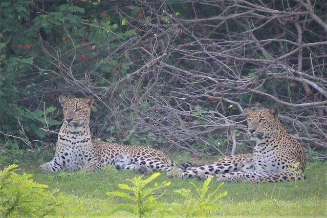 Yala National Park Jeep Safari - One Day Trip - FAQ