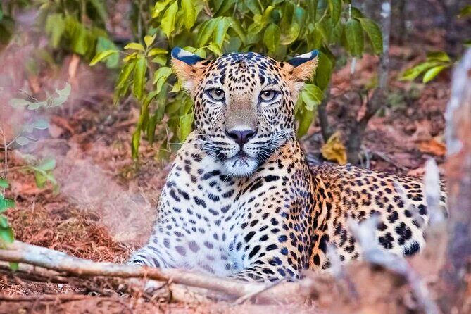 Yala National Park Leopard Safari - In-Depth Look at the Yala Safari Experience