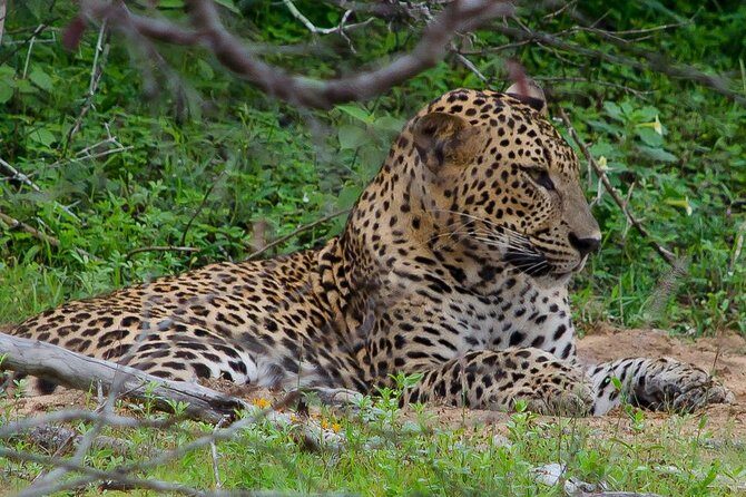 Yala National Park Leopard Safari - FAQ