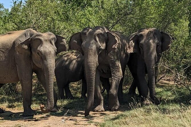 Yala National Park Morning or Afternoon Leopard Safari - Who Is This Tour Perfect For?