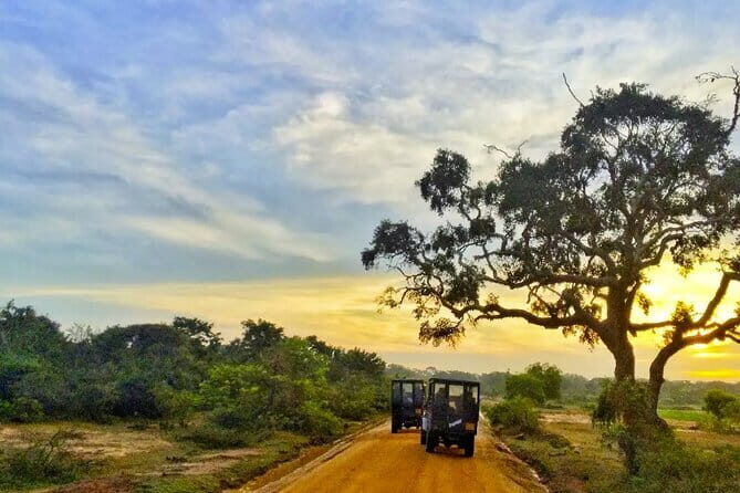 Yala National Park Private Jeep Safari From Colombo & Negombo - What to Expect from the Yala Safari Experience