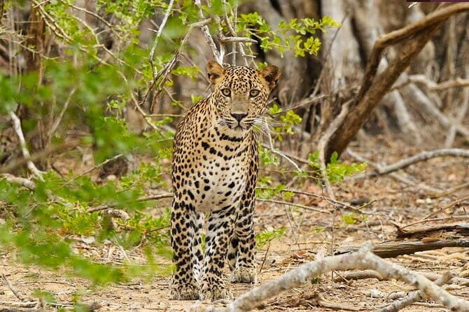 Yala National Park Private Jeep Safari From Colombo & Negombo - Is This Tour Worth the Price?