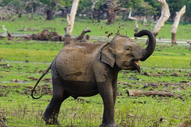 Yala National Park Private Jeep Safari From Colombo & Negombo - An In-Depth Look at the Yala Safari Tour