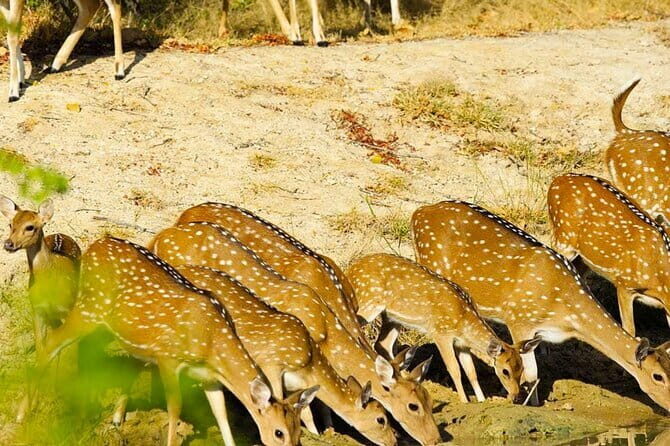 Yala National Park Private Jeep Safari From Colombo & Negombo - The Value of the Experience