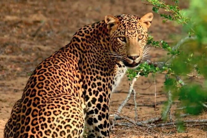 Yala National Park Private Jeep Safari From Colombo & Negombo - The Sum Up