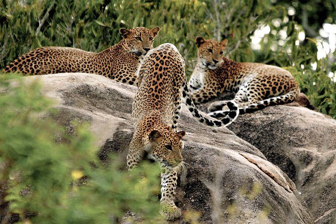 Yala National Park Private Safari - An In-Depth Look at the Yala Safari Experience