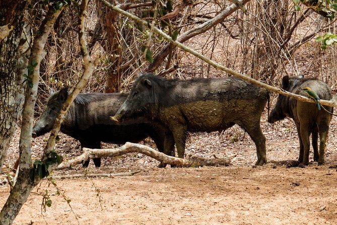 Yala National Park Private Safari - FAQs