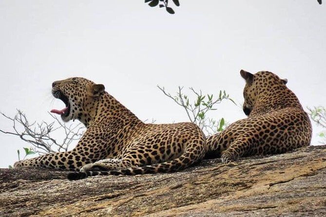 Yala National Park | Private Safari - Exploring the Details of the Yala Safari Tour