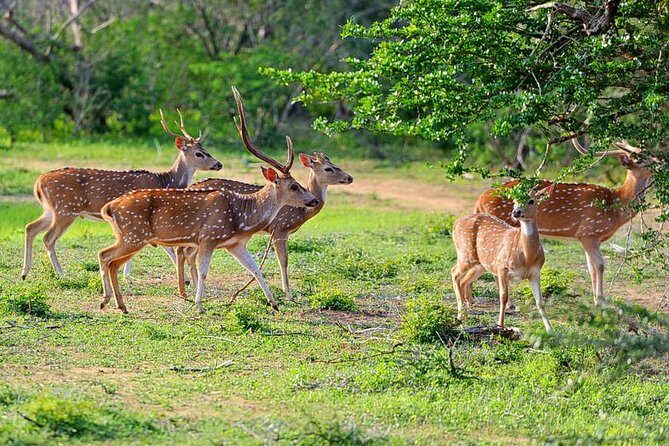 Yala National Park Private Safari (All Inclusive) From Mirissa - Is This Tour Worth the Price?