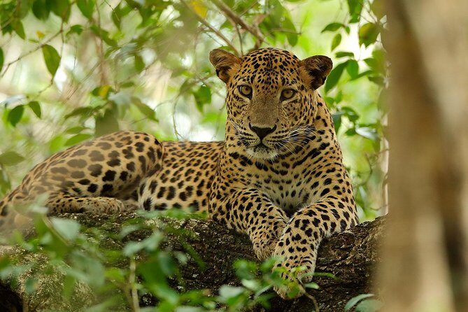 Yala National Park Private Safari (All Inclusive) From Mirissa - Final Thoughts