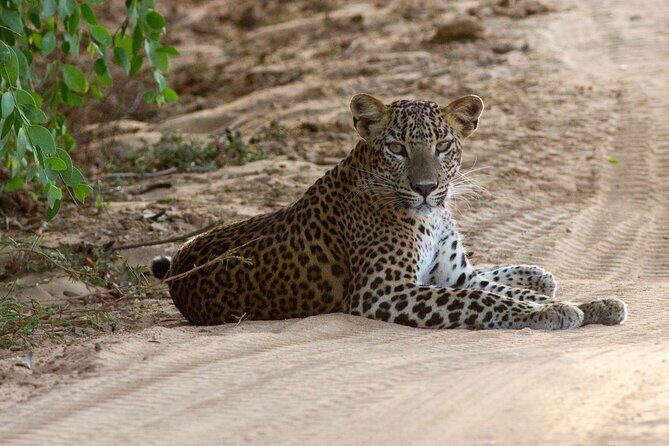 Yala National Park Private Safari - Yala National Park Private Safari Review
