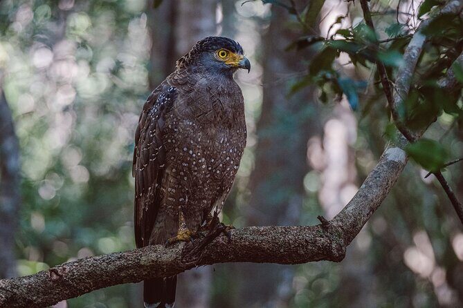 Yala National Park Private Safari - The Sum Up