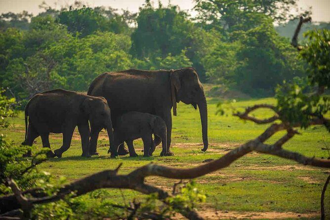 Yala National Park Private Safari trip from Galle/Unawatuna/Mirissa - Exploring Yala National Park: A Detailed Review of the Private Safari from Galle