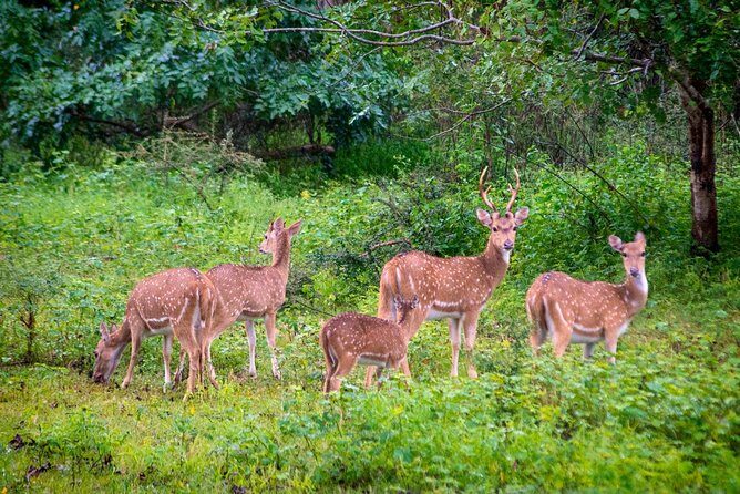 Yala National Park Private Safari trip from Galle/Unawatuna/Mirissa - Key Points