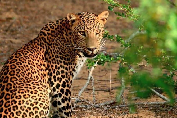 Yala National Park Private Safari trip from Galle/Unawatuna/Mirissa - FAQ