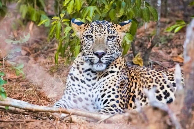 Yala National Park Private Safari with Naturalist - Yala National Park Private Safari with Naturalist: A Solid Choice for Wildlife Enthusiasts