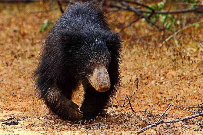 Yala National Park Private Safari with Naturalist - Key Points