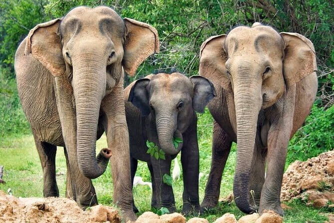 Yala National Park Private Safari with Naturalist - FAQs