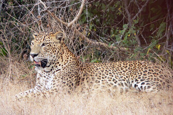 Yala National Park Safari from Bentota - Key Points