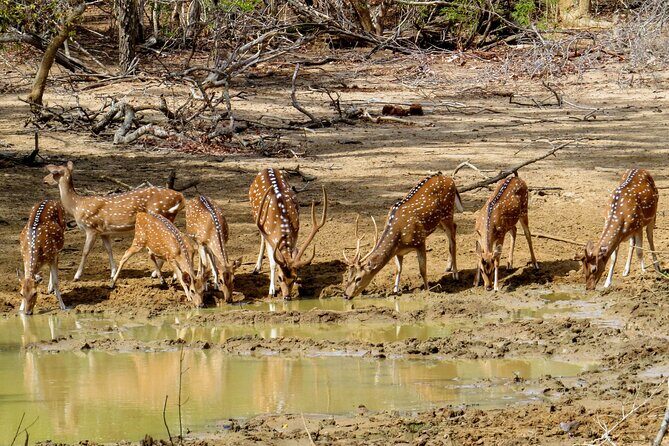 Yala National Park Safari from Bentota - The Full Breakdown: What to Expect