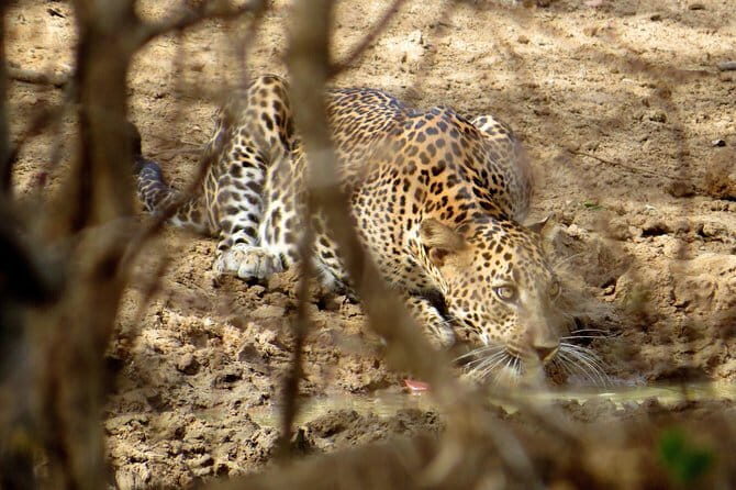 Yala National Park Safari from Ella - The Itinerary Breakdown