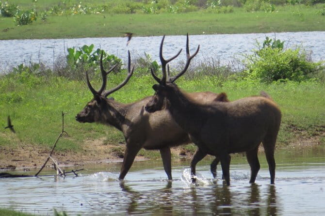Yala National Park Safari from Ella - The Sum Up