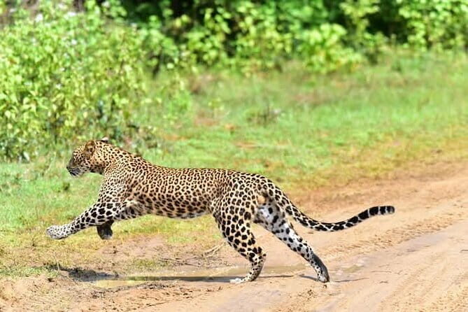 Yala National Park Safari from Ella - Yala National Park Safari from Ella: An In-Depth Look
