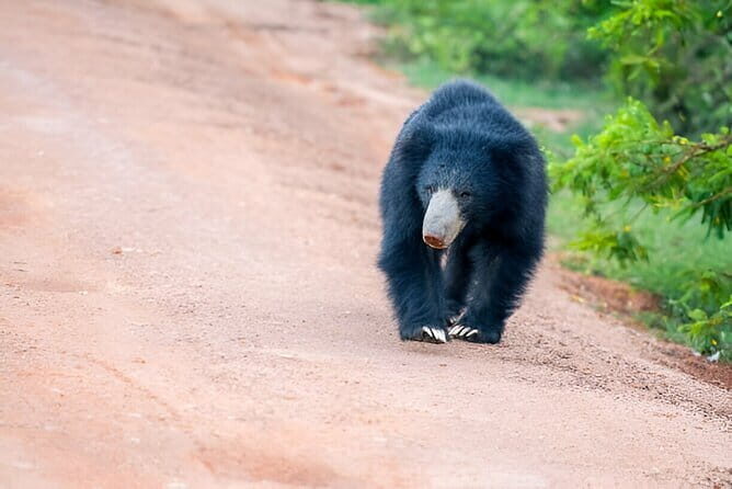 Yala National Park Safari from Ella - Key Points