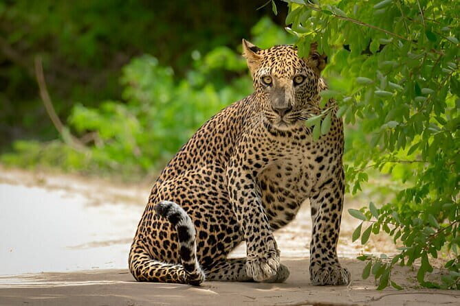 Yala National Park Safari from Ella - Authentic Insights from Reviews