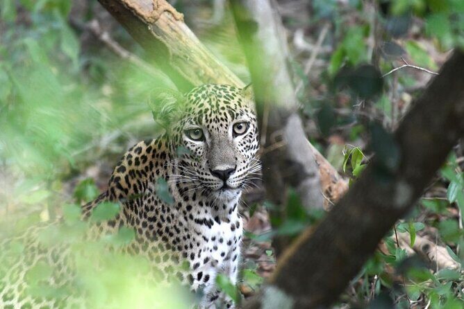 Yala National Park Safari from Galle - The Itinerary Breakdown: What’s Included and Why It Matters
