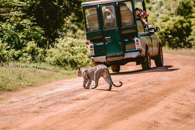 Yala National Park Safari from Galle - Value for Money: Is This Safari Worth It?