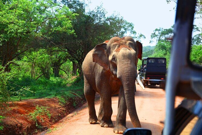 Yala National Park Safari from Galle - Who Should Book This Experience?