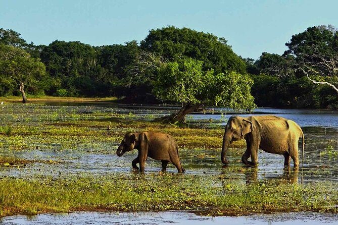 Yala National Park Safari from Galle - FAQ