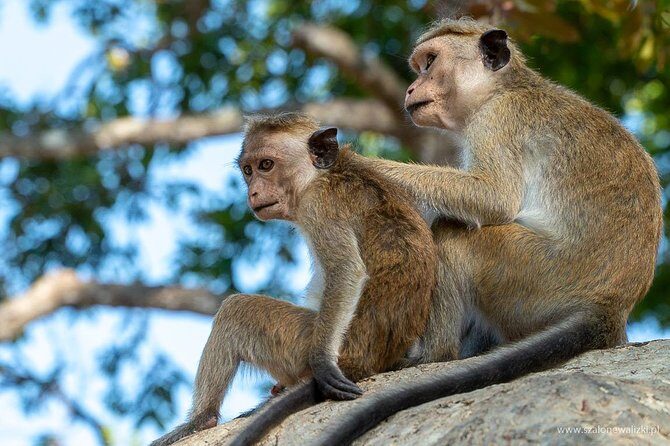 Yala National Park Safari from Galle - An In-Depth Look at the Experience