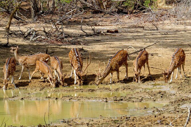 Yala National Park Safari from Galle - Final Thoughts