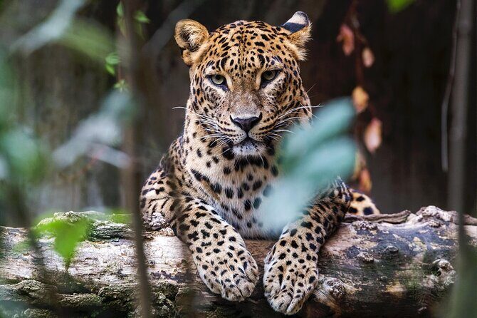 Yala National Park Safari |From Hambantota Port (Shore Excursion) - An In-Depth Look at the Yala Safari Experience