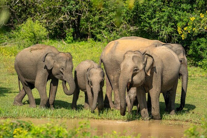 Yala National Park Safari |From Hambantota Port (Shore Excursion) - Authentic Experiences & Practical Tips