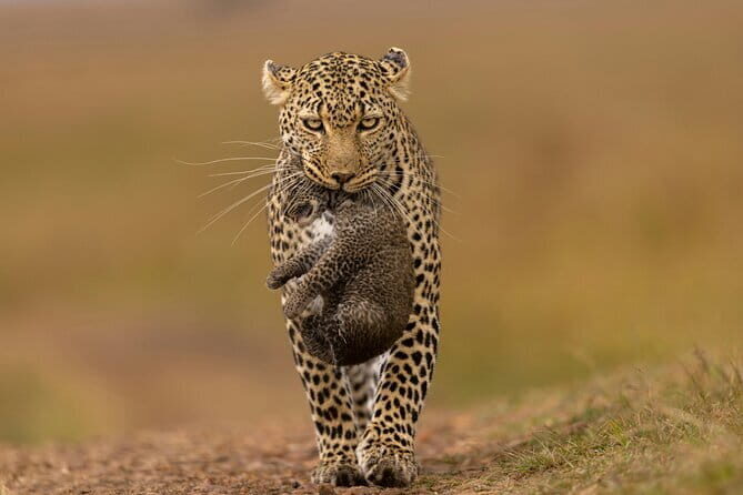 Yala National Park Safari from Hambantota port (Shore Excursion) - Key Points