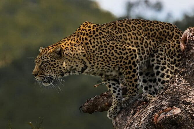 Yala National Park Safari from Hambantota port (Shore Excursion) - What to Expect from the Safari Experience