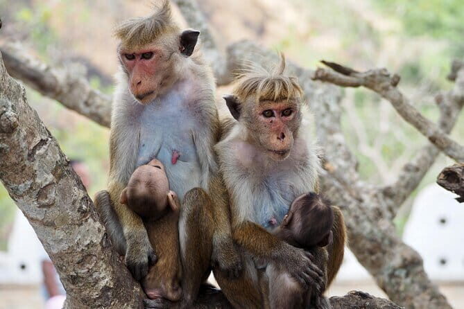 Yala National Park Safari from Hambantota port (Shore Excursion) - FAQ