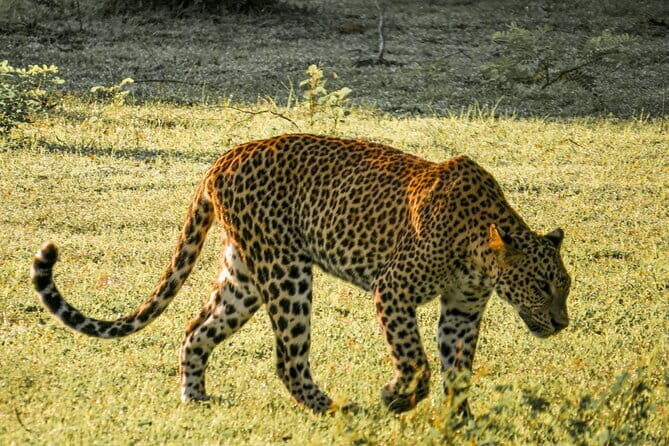 Yala National Park Safari from Hambantota Seaport - Key Points