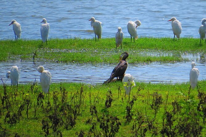 Yala National Park Safari from Hambantota Seaport - Who Should Book This Tour?